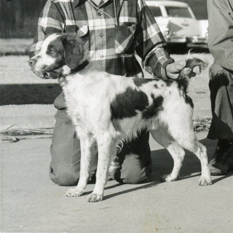 famous field trial dog trainers in pa