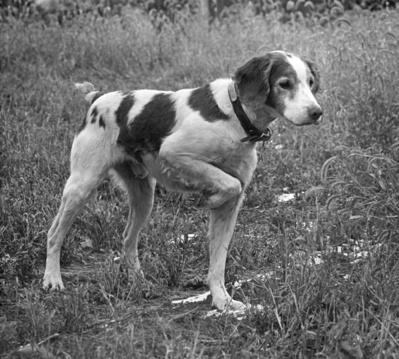 Brittany Field Trial Hall of Fame - Dog