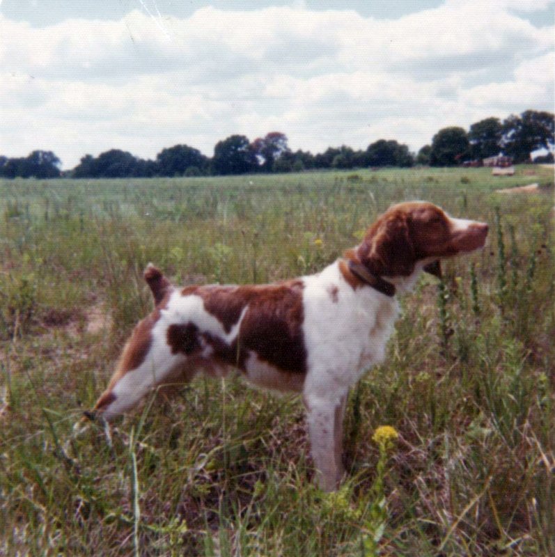 Onward Reserve Roosevelt Tee – Cardinal Creek Spaniels