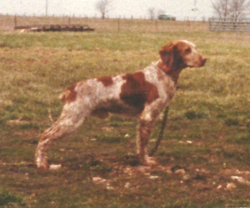 Orange roan sale brittany